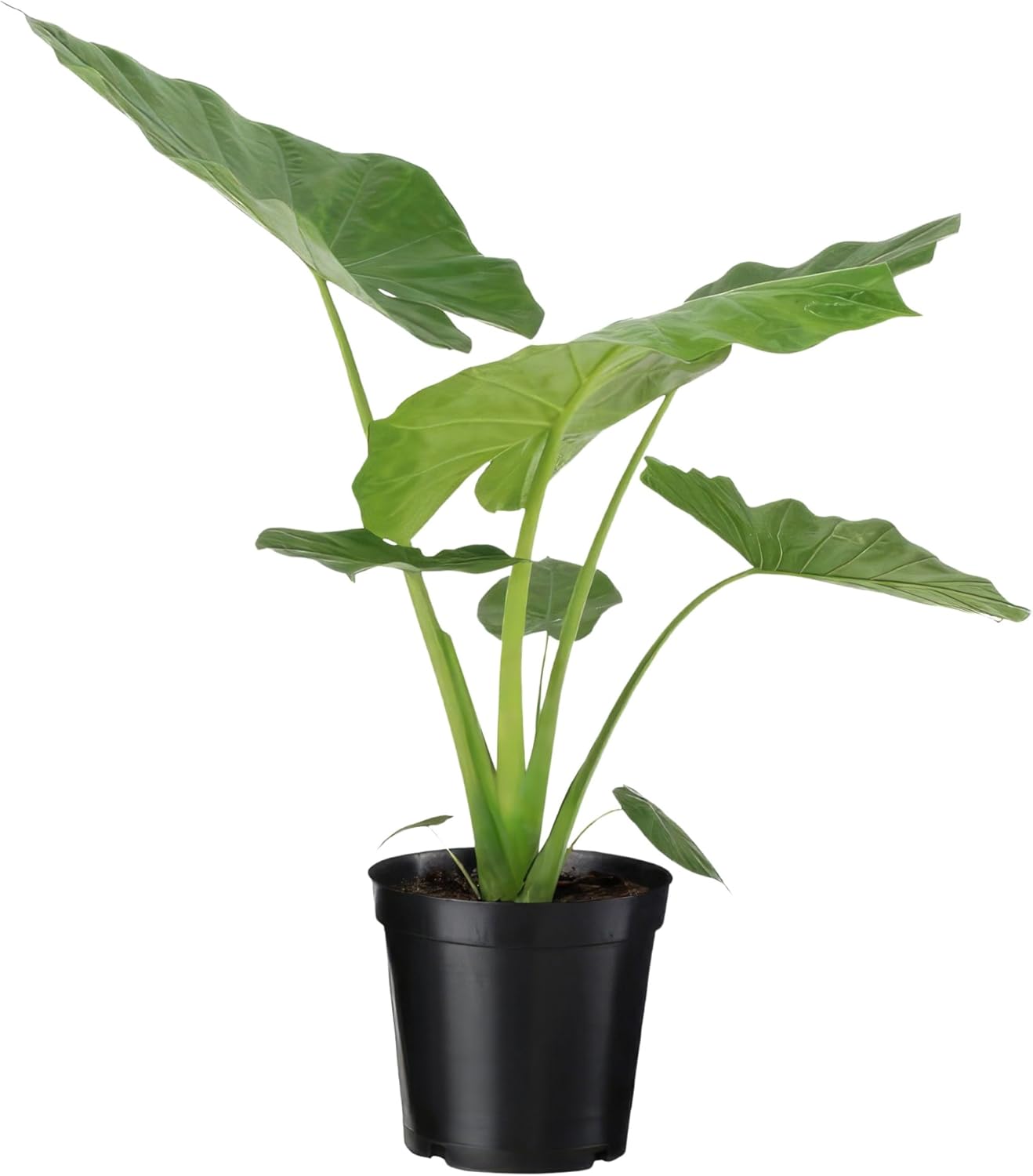 Happy Plants Alocasia olifantsoor plant I 70 cm x ?19 cm, exotische kamerplant potplant tropische plant groen, binnenshuis, vers van onze kwekerij (groene bladeren)