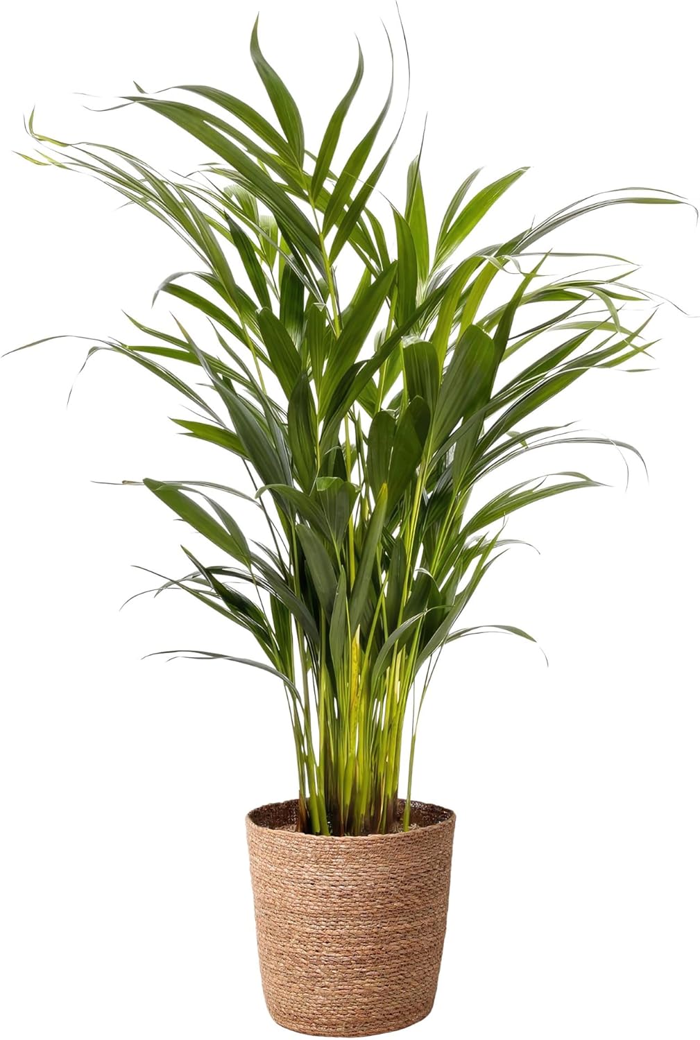 Happy Plants Areca Palm Goudpalm/Dypsis Lutescens - kamerplanten groot - luchtzuiverende planten - incl. bloempot - vers van de kwekerij (met pot, 70 cm)