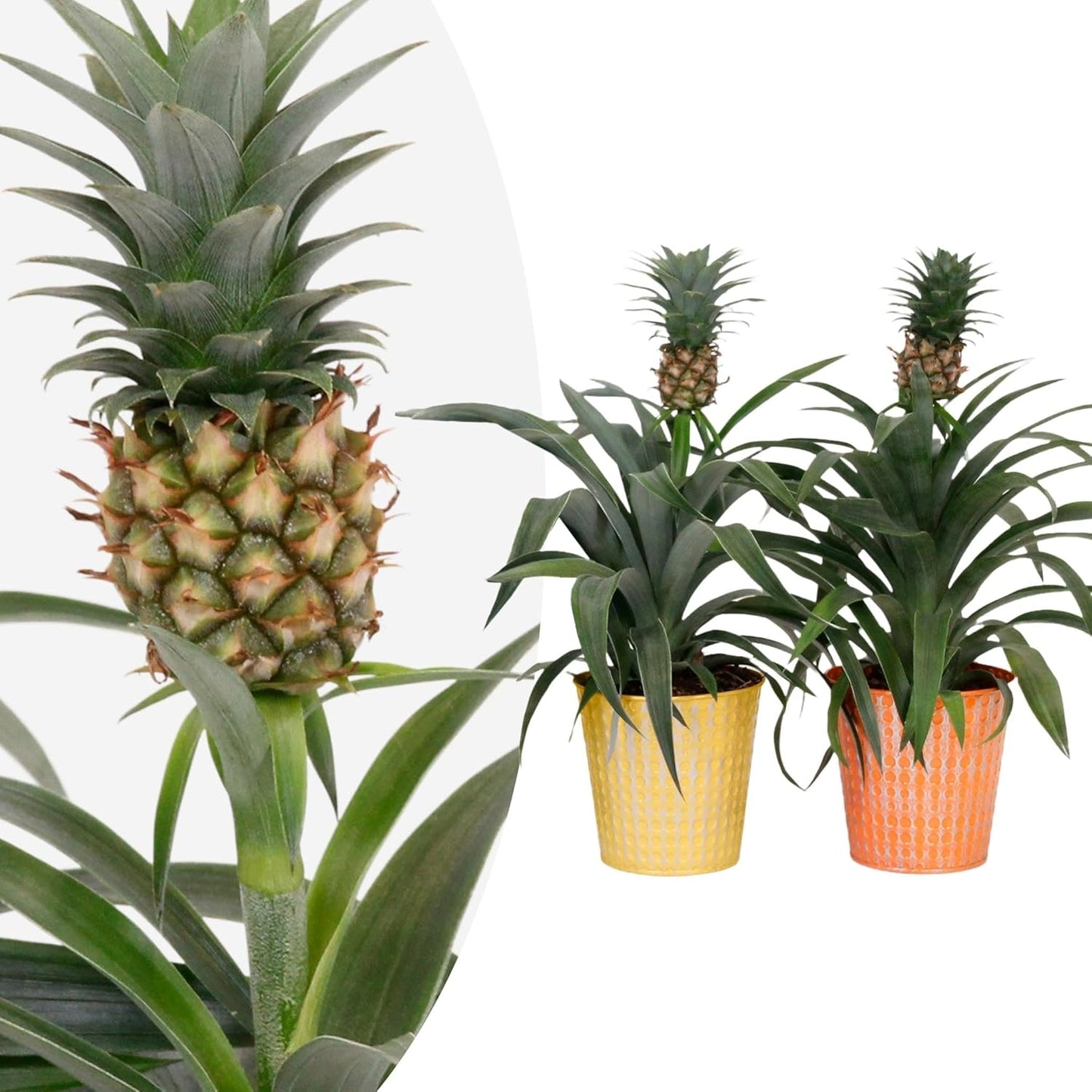 Happy Plants Ananasplant Bromelia - 2 stuks I makkelijk te verzorgen & vaste plant, sierplant ananas bloeiende kamerplant groene plant tropische plant voor in huis (met pot)