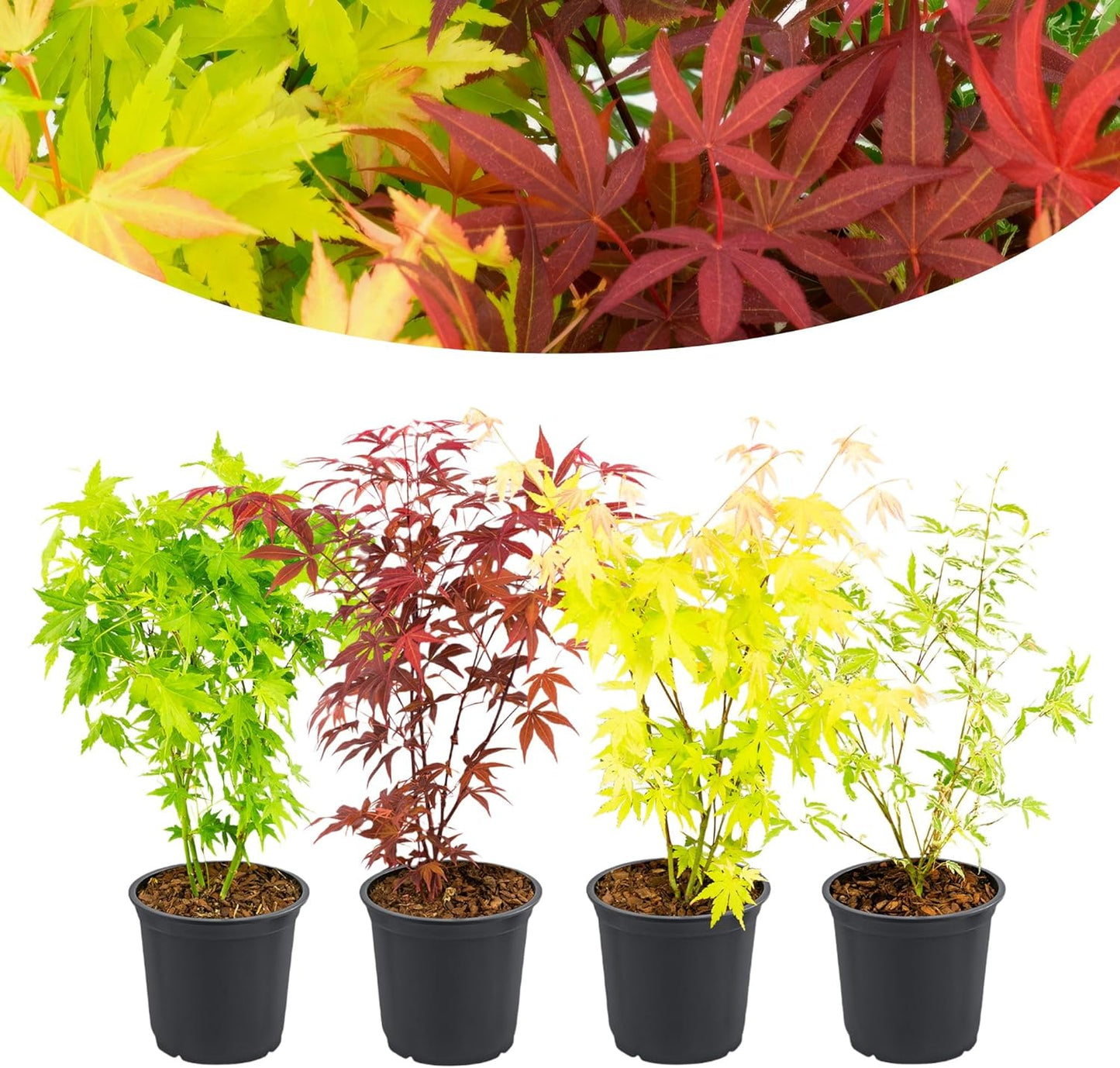 Happy Plants Acer palmatum waaieresdoorn 4 stuks I 30 cm x diameter 10,5 cm, Japanse esdoorn, 1x rood, 1x geel, 1x groen, winterharde jaarrond plantenmix, vers van onze kwekerij