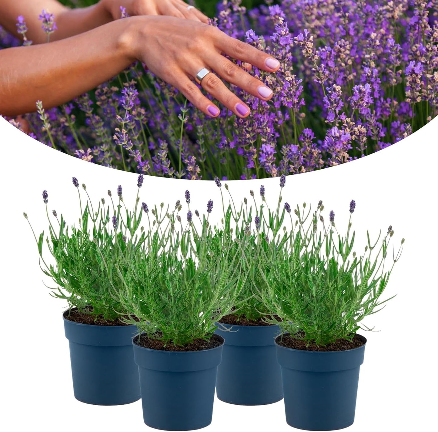 Happy Plants Lavendelplanten 4 stuks I Winterhard & Geurig, trekt bijen en vlinders aan, tuinplanten balkonplanten droogbloemen bloemen kruiden