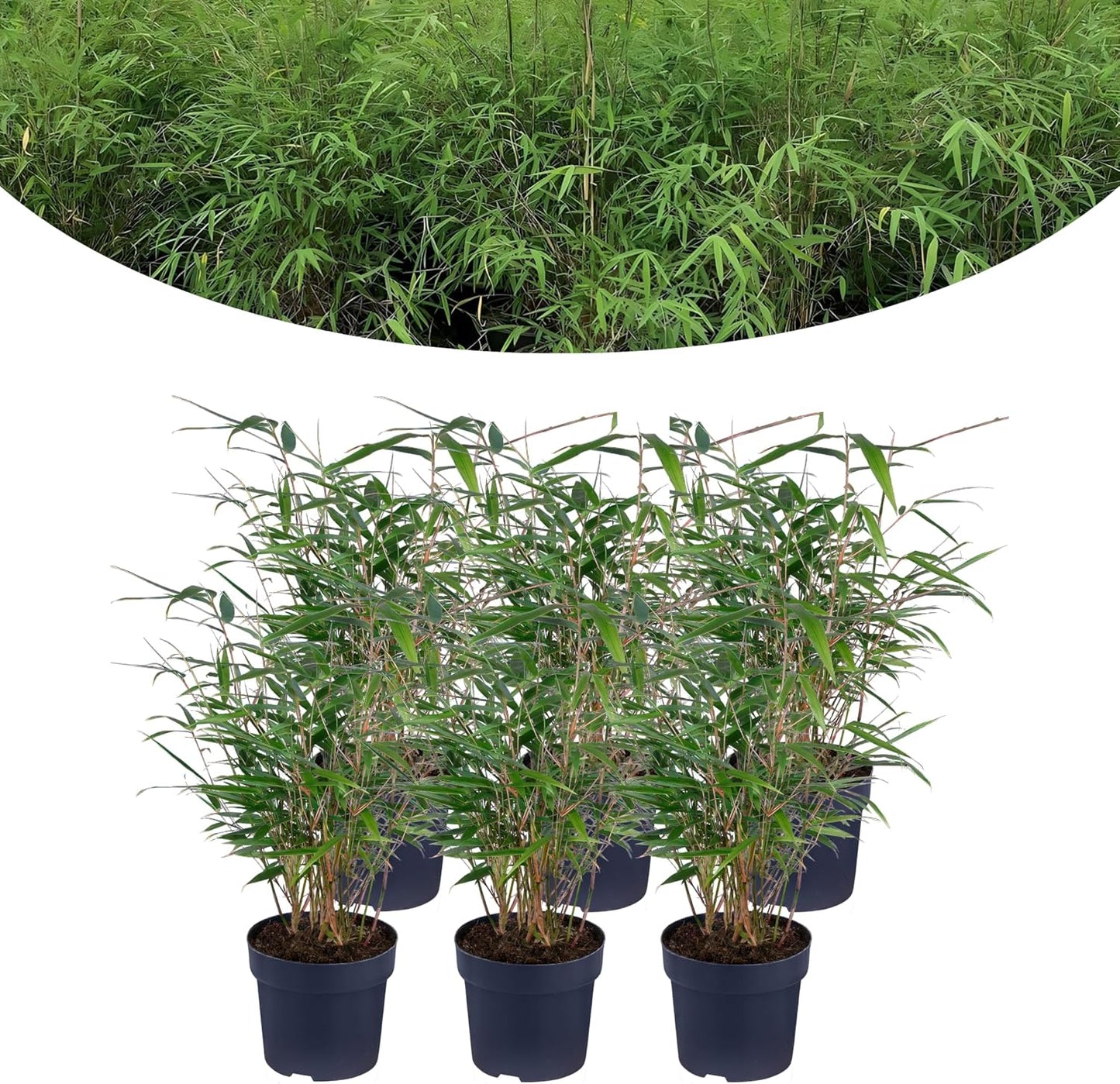 Happy Plants bamboeplant Fargesia I winterhard & niet-woekerend, bamboeplant winterhard, haagplant containerplant tuinplant, echte bamboe vers uit de tuin
(6 stuks)