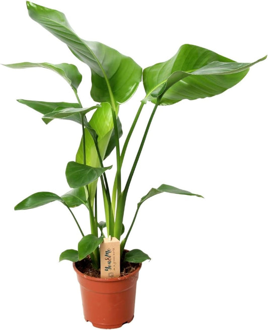 Happy Plants Strelitzia paradijsvogelbloem I 70 cm x ?17 cm, kamerplant groot Strelitzia groene plant sierplant exotisch, echte plant luchtzuiverend, vers van onze kwekerij (zonder pot)