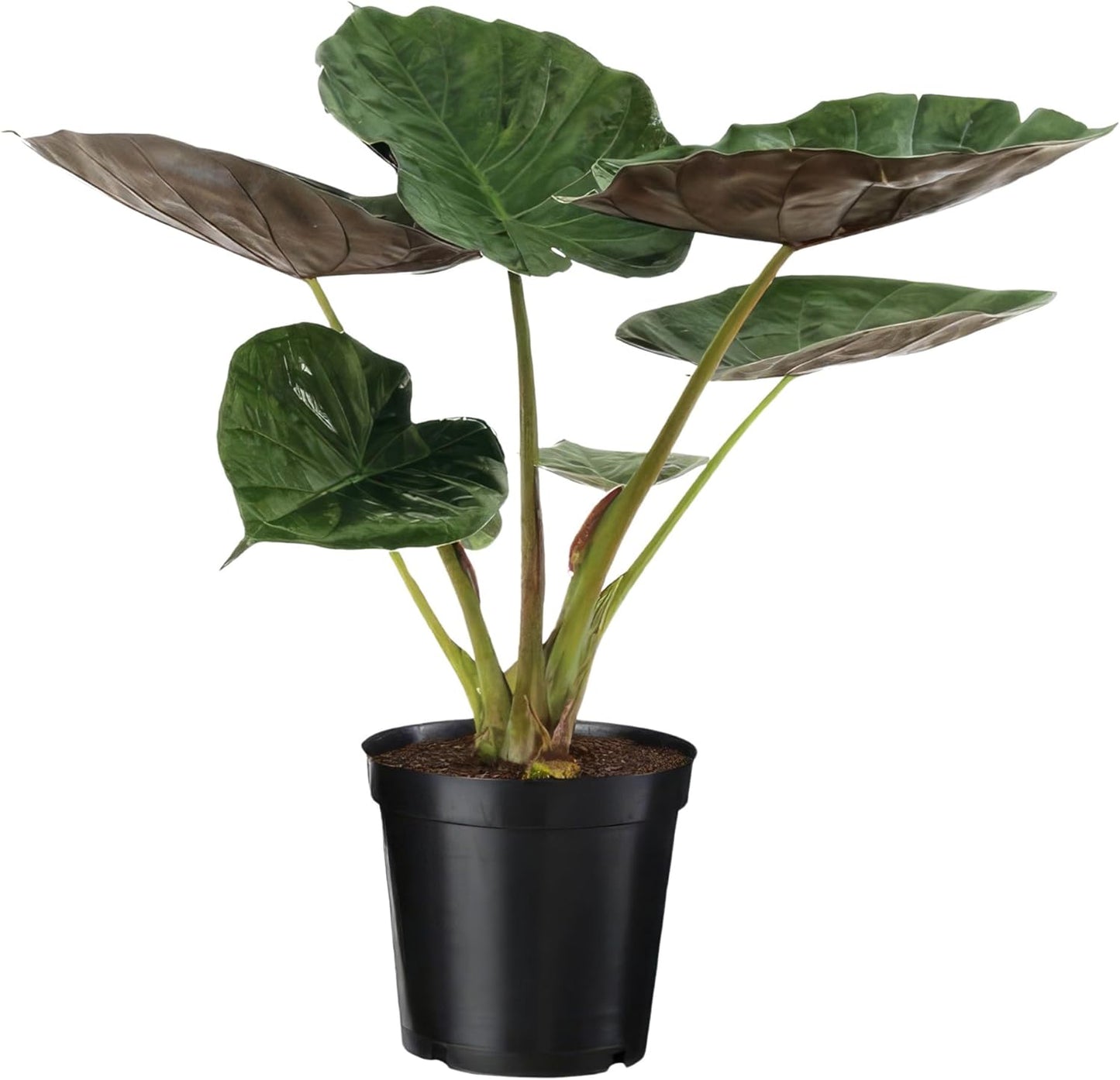 Happy Plants Alocasia olifantsoor plant I 70 cm x ?19 cm, exotische kamerplant potplant tropische plant groen, binnenshuis, vers van onze kwekerij (rode bladeren)