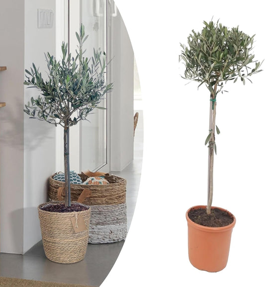 Happy Plants Olea Europaea Olijfboom I 75 cm x ?17 cm, Olijfboom winterharde kleine plant kamerplant balkonplanten bonsai, Olijfboom Mediterraan, vers van onze kwekerij (zonder pot)