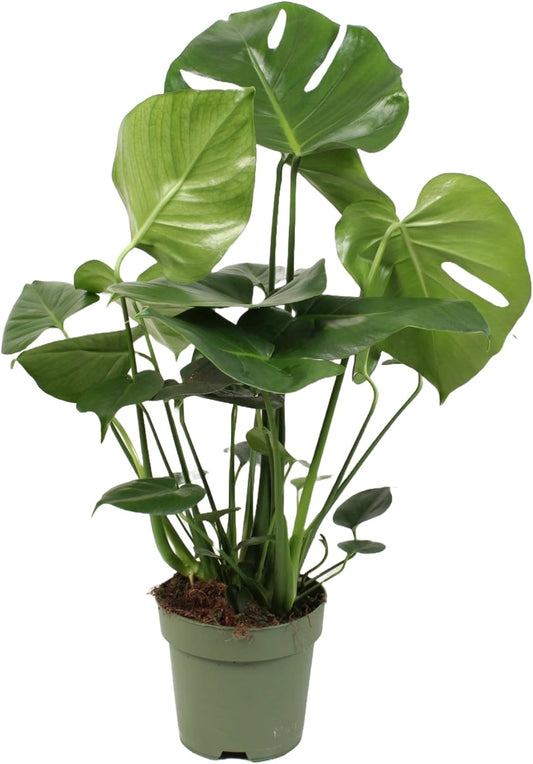 Happy Plants Monstera Deliciosa raamblad/geperforeerde plant 70 cm hoog, 17Ø - Kamerplanten Groot - Luchtzuiverende planten - Vers van de kwekerij (zonder pot, 70 cm)