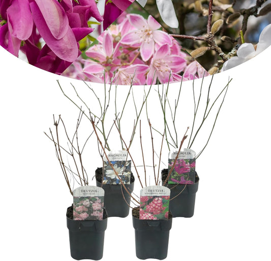 Happy Plants struikplantenset 4 stuks I 65 cm x diameter 17 cm, Magnolia Stellata, Magnolia Suzan, Deutzia Mont Rose, Deutzia Strawberry Field, plantenmix, vers van onze kwekerij
