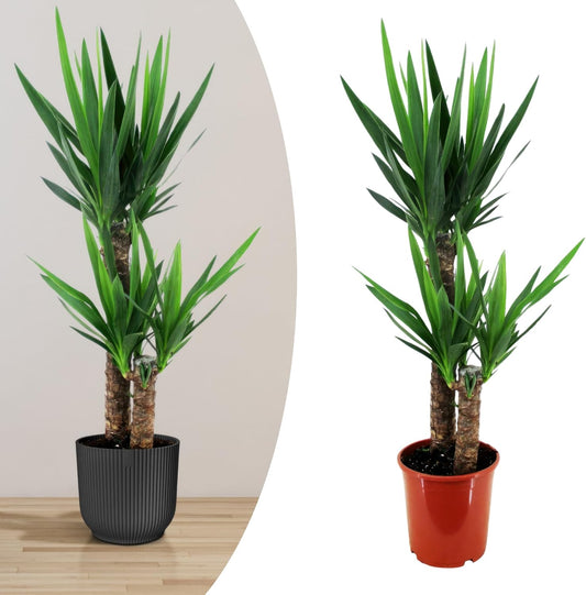 Happy Plants Yucca palm groot I 80 cm x diameter 17 cm, palmplanten kamerplanten kamerpalm groene planten kamerplanten potplanten, luchtzuiverend & onderhoudsvriendelijk, vers van onze kwekerij