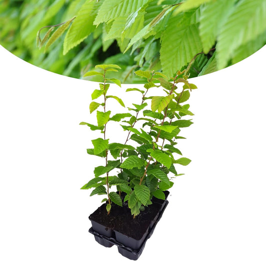 Happy Plants Carpinus betulus haagbeuk haagbeuk 6 stuks I 40 cm x diameter 9 cm, ideaal als privacyscherm, haagplant bladverliezende boom tuinhaag beukenhaag beukenhaag, vers van onze kwekerij