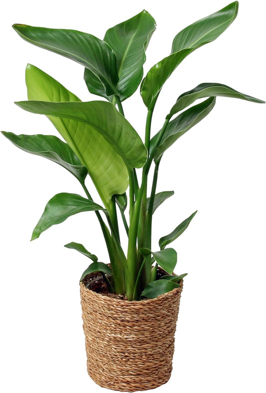 Happy Plants Strelitzia paradijsvogelbloem I 70 cm x ?17 cm, kamerplant groot Strelitzia groene plant sierplant exotisch, echte plant luchtzuiverend, vers van onze kwekerij (met pot)