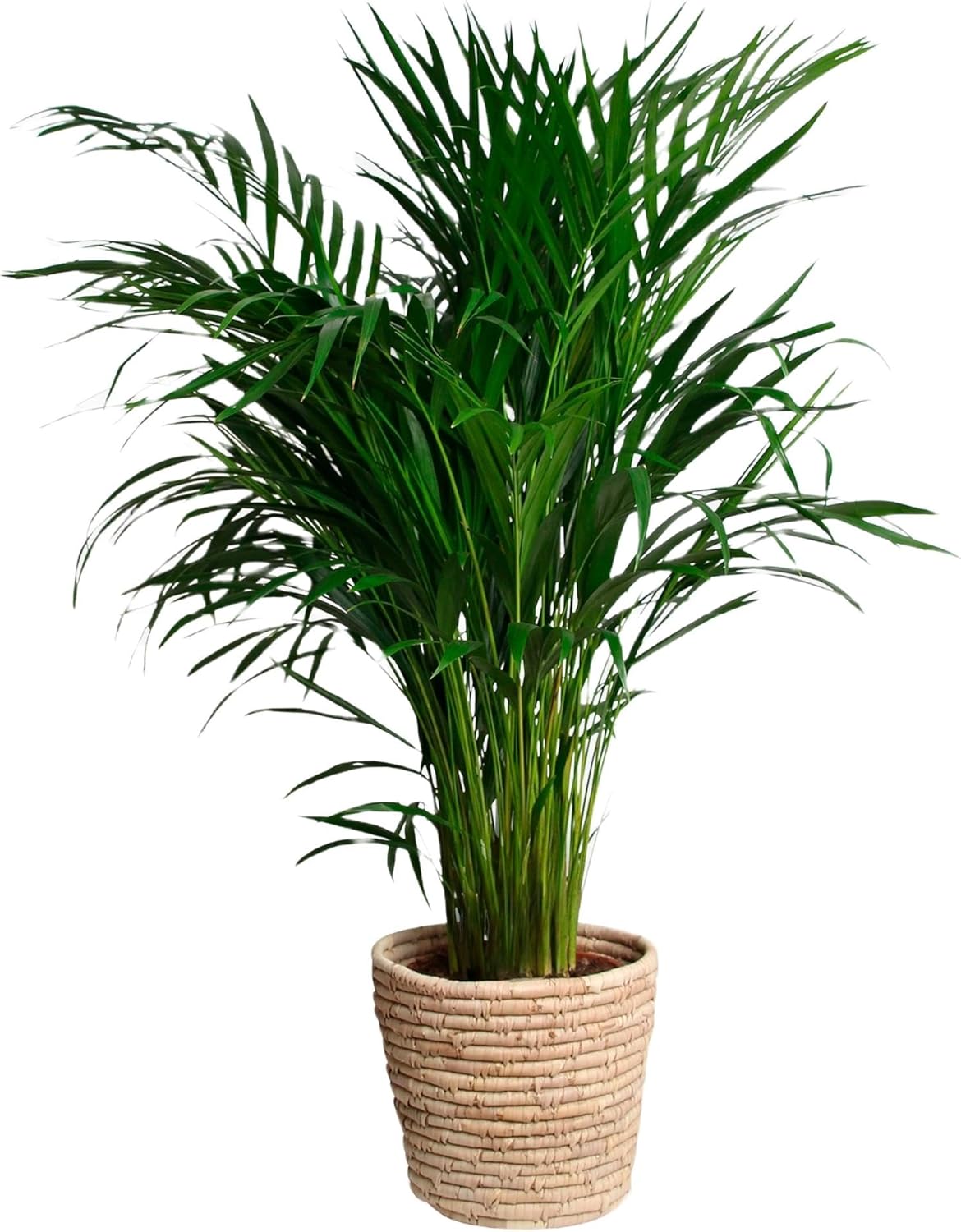 Happy Plants Areca Palm Goudpalm/Dypsis Lutescens - kamerplanten groot - luchtzuiverende planten - incl. bloempot - vers van de kwekerij (met pot, 100 cm)