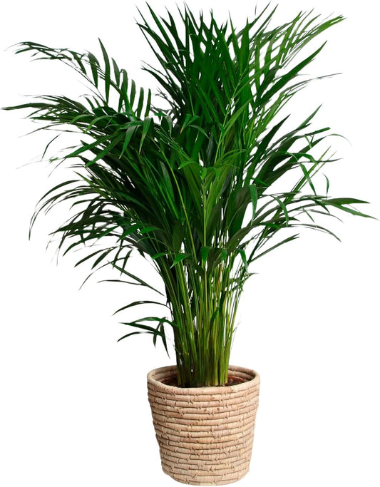 Happy Plants Areca Palm Goudpalm/Dypsis Lutescens - kamerplanten groot - luchtzuiverende planten - incl. bloempot - vers van de kwekerij (met pot, 100 cm)