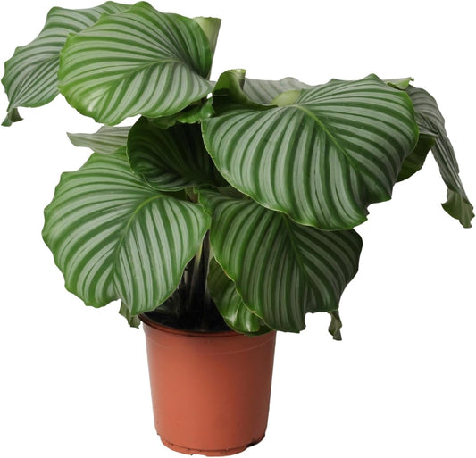Happy Plants Calathea Orbifolia 60 cm hoog 21Ø, kamerplanten groot - Luchtzuiverende planten - Vers van de kwekerij (zonder pot)