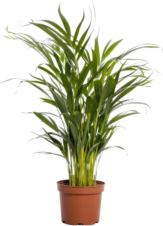 Happy Plants Areca Palm Goudpalm/Dypsis Lutescens - Kamerplanten Groot - Luchtzuiverende planten - Vers van de kwekerij (zonder pot, 70 cm)