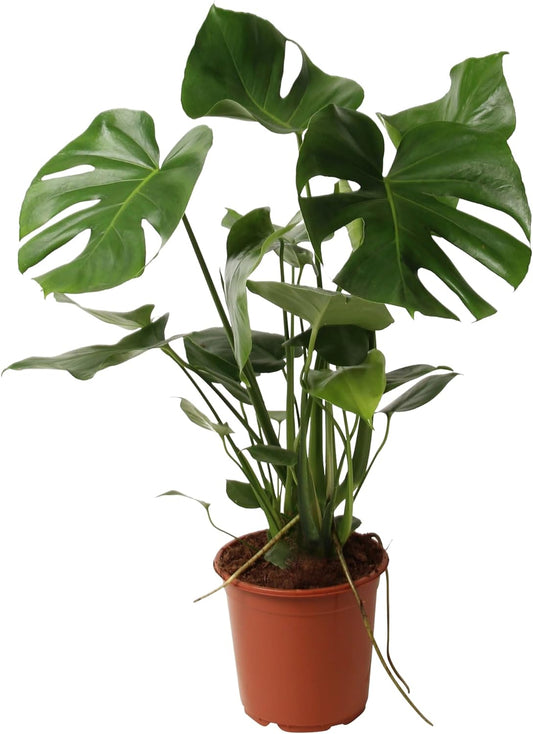 Happy Plants Monstera Deliciosa raamblad/geperforeerde plant 80 cm hoog, 21Ø - Kamerplanten Groot - Luchtzuiverende planten - Vers van de kwekerij (zonder pot, 80 cm)