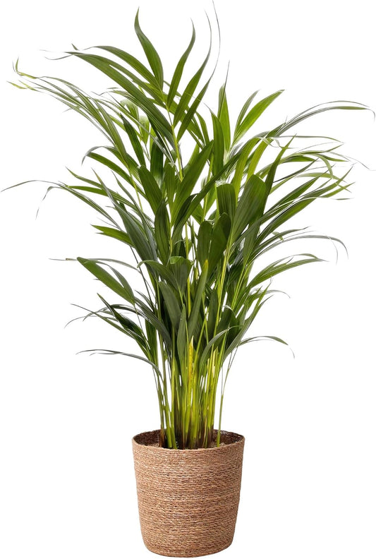 Happy Plants Areca Palm Goudpalm/Dypsis Lutescens - kamerplanten groot - luchtzuiverende planten - incl. bloempot - vers van de kwekerij (met pot, 70 cm)