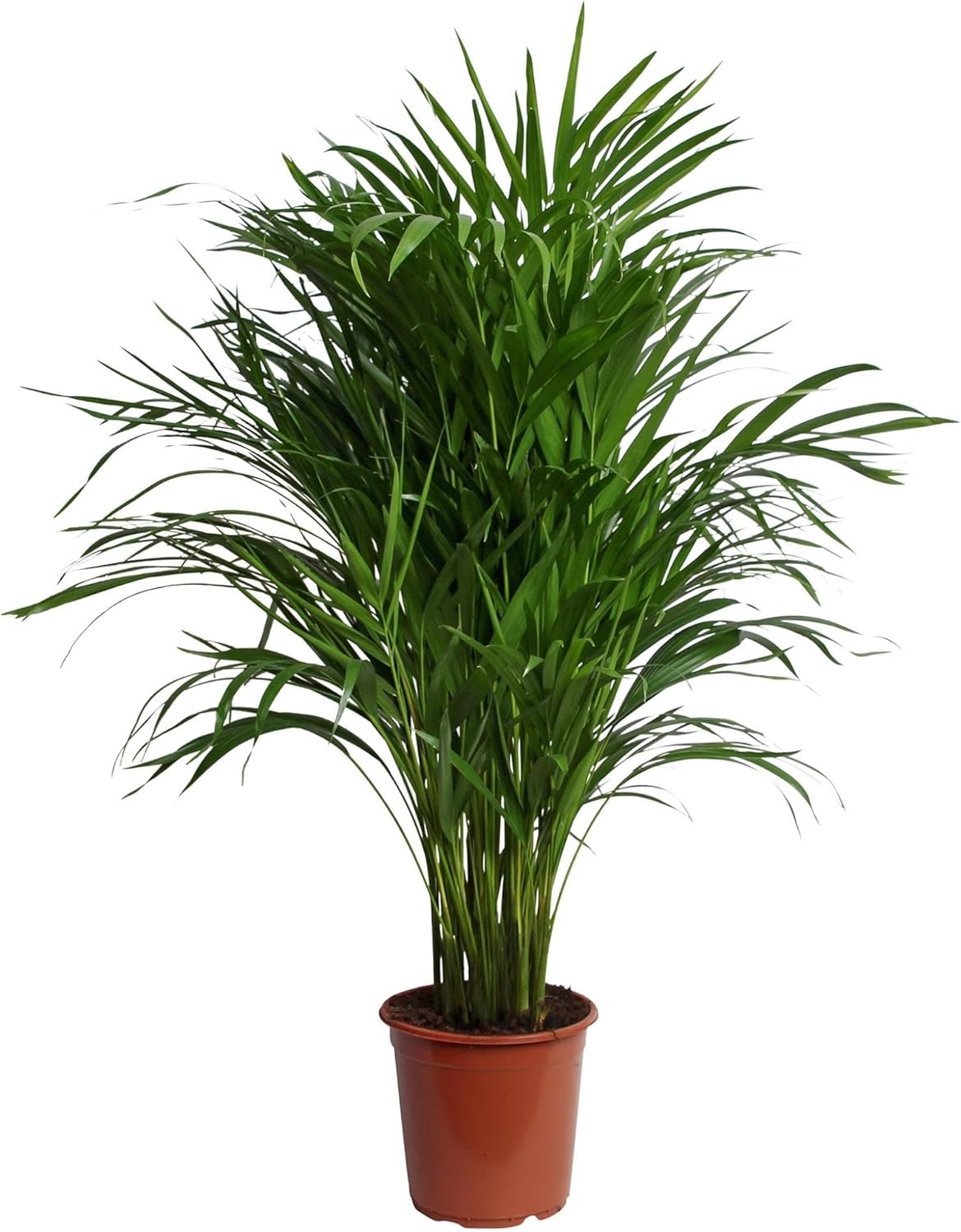 Happy Plants Areca Palm Goudpalm/Dypsis Lutescens - kamerplanten groot - luchtzuiverende planten - incl. bloempot - vers van de kwekerij (zonder pot, 100 cm)