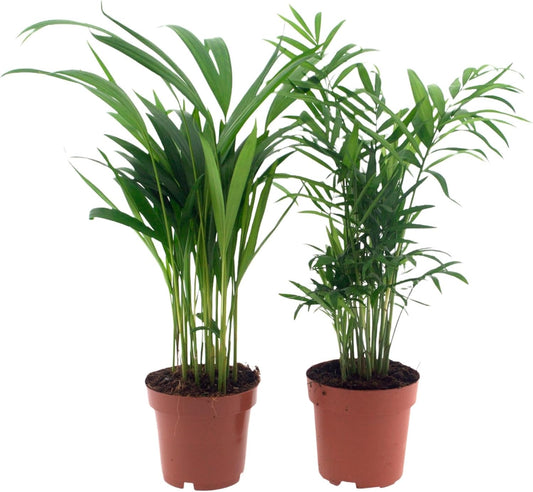 Happy Plants kamerplant palm set 2 stuks I graslelie & acrea palm, sierplant kamerplant palm diervriendelijke kamerplant, luchtzuiverende planten