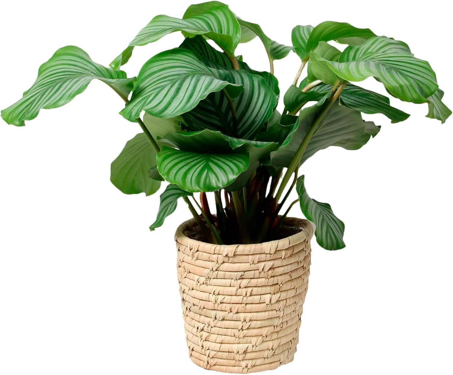 Happy Plants Calathea Orbifolia 60 cm hoog 21Ø, kamerplanten groot - Luchtzuiverende planten - Vers van de kwekerij (met pot)