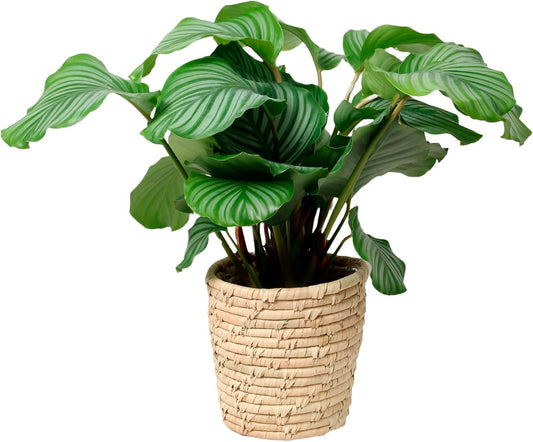 Happy Plants Calathea Orbifolia 60 cm hoog 21Ø, kamerplanten groot - Luchtzuiverende planten - Vers van de kwekerij (met pot)