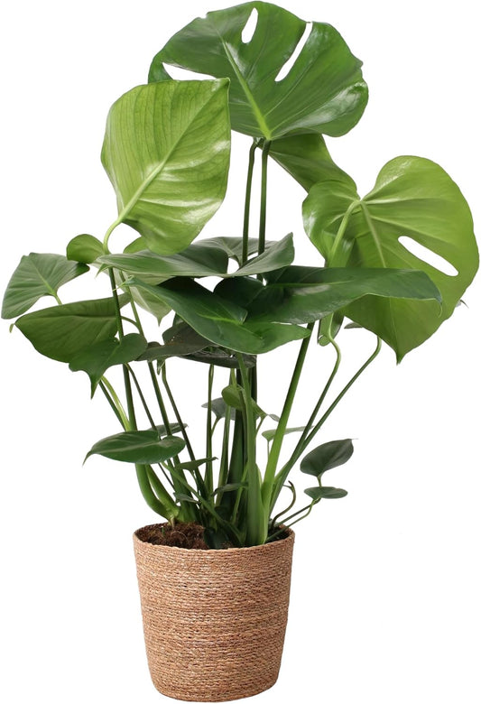 Happy Plants Monstera Deliciosa raamblad/geperforeerde plant 70 cm hoog, 17Ø - Kamerplanten Groot - Luchtzuiverende planten - Vers van de kwekerij (met pot, 70 cm)