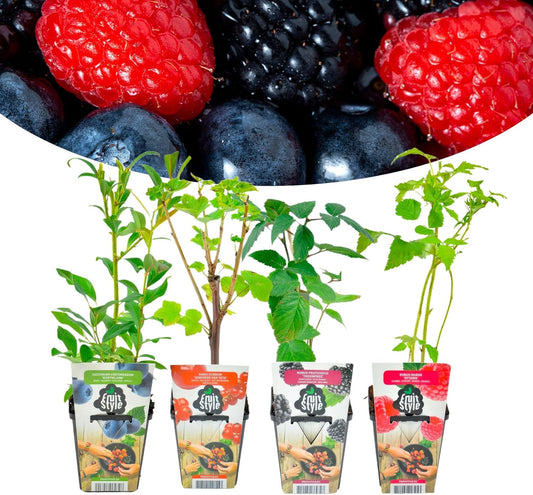 Happy Plants fruitplantenset 4 stuks I 30 cm x diameter 9 cm, smoothiemix van 1x Rubes Fruticosa, 2x Ribes Red, 1x Rubes Iodoratus, fruitplantenmix, vers van onze kwekerij