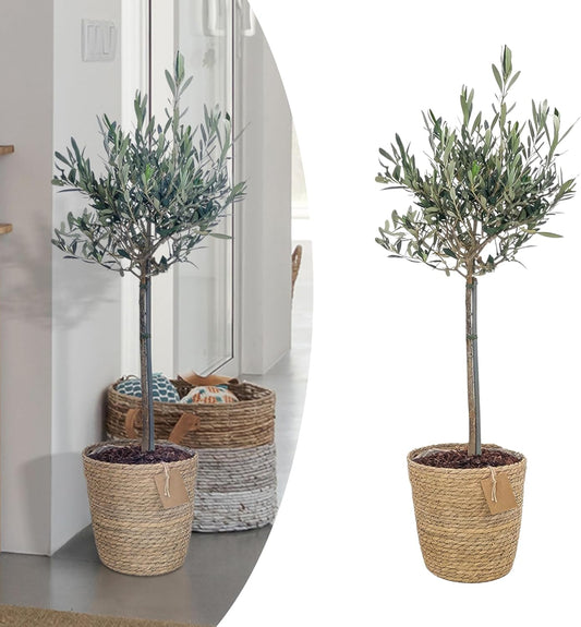 Happy Plants Olea Europaea Olijfboom I 75 cm x ?17 cm, Olijfboom winterharde kleine plant kamerplant balkonplanten bonsai, Olijfboom Mediterraan, vers van onze kwekerij (met pot)