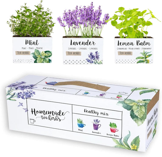 Happy Plants Healthy Mix kweekgrond met zaden voor theeplanten 3 stuks I Munt, lavendel en citroen, kweekset plantenaccessoires plantenzaden starterset, vers van onze kwekerij