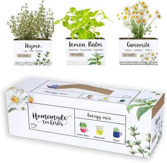 Happy Plants Energy Mix kweekgrond met zaden voor theeplanten 3 stuks I Citroen, kamille en tijm, plantenaccessoires Plantenzaden Kweekgrond plantenmix, vers van onze kwekerij