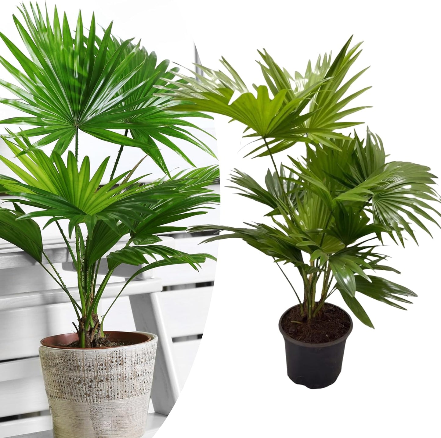 Happy Plants Livistonia waaierpalm I 75 cm x ? 17 cm, tropische palm kamerplant groot, potplant groene plant echte palm, vers uit onze kwekerij