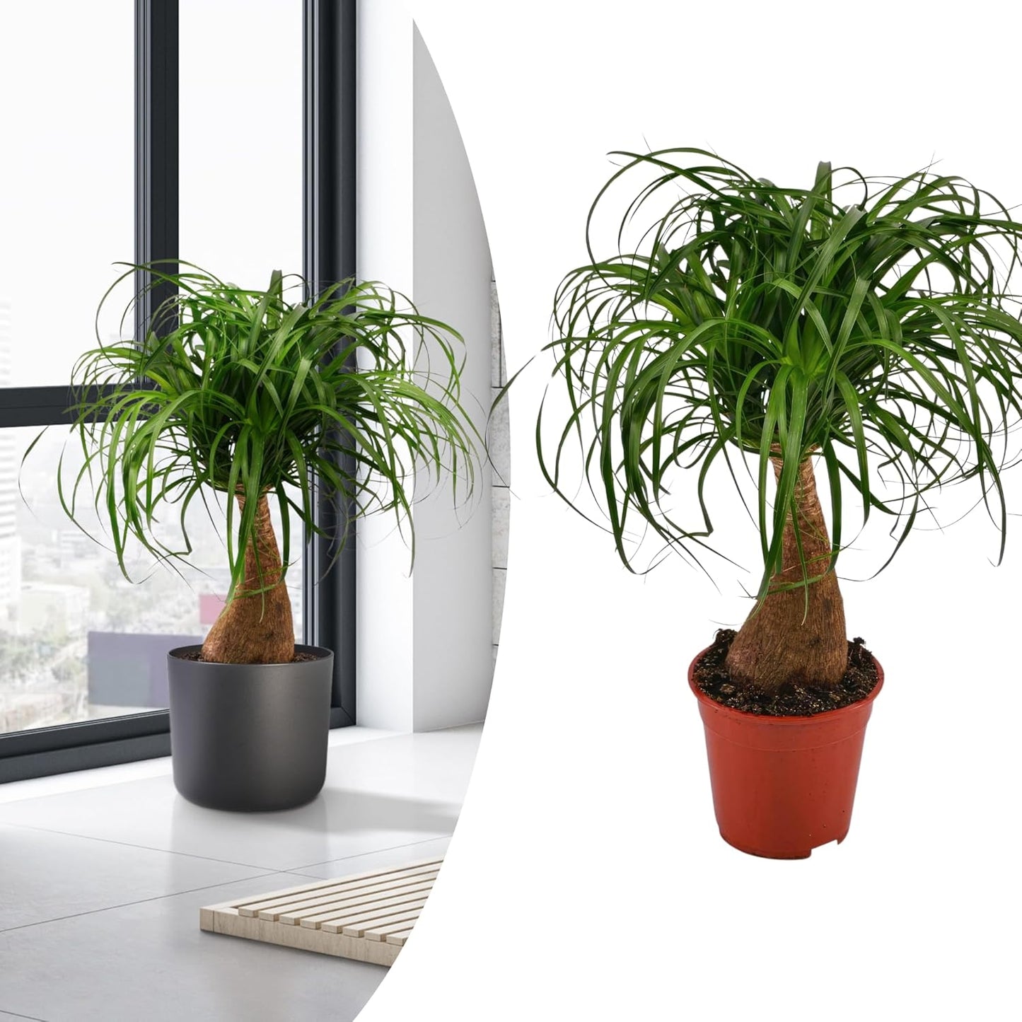 Happy Plants Becaurnea olifantenvoet plant I 70 cm x ?19 cm, exotische kamerplant, ook voor luchtzuivering, echte groene kamerplant, vers uit onze kwekerij