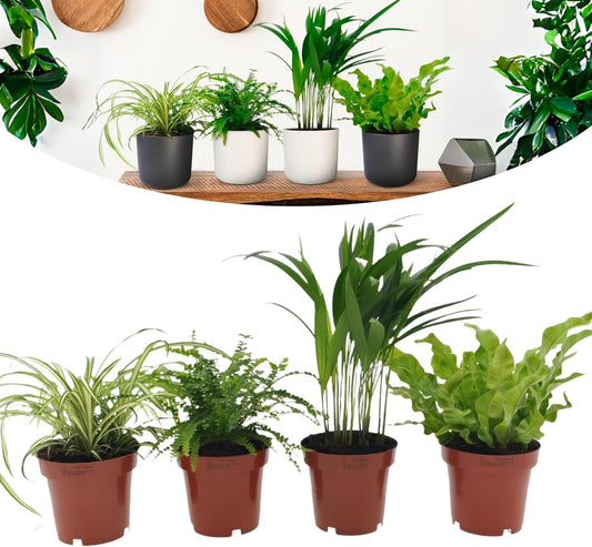 Happy Plants Luchtzuiverende kamerplantenset met pot - 4 stuks I voor frisse lucht in de kamer, graslelie, arecapalm, nestvaren en antennevaren, groene planten plantenset mix