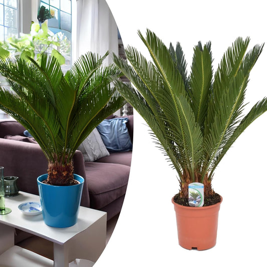 Happy Plants Cycas revoluta palmvaren I 45 cm x ? 12 cm, kamerplanten palm het hele jaar door, kamerpalm potplant groene plant echte palm, vers uit onze kwekerij (1 stuk)