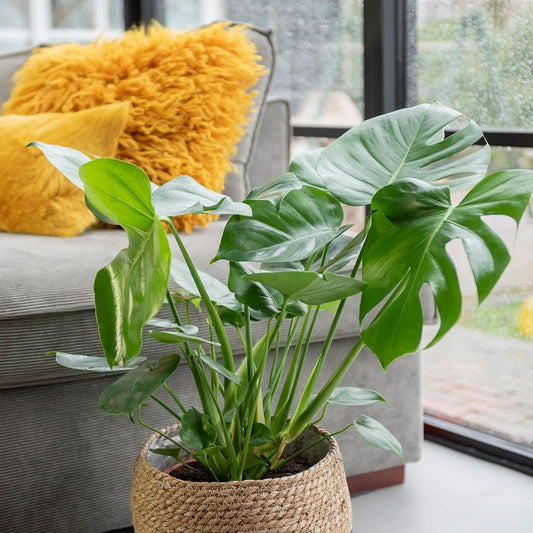 Happy Plants Monstera Deliciosa raamblad/geperforeerde plant 80 cm hoog, 21Ø - Kamerplanten groot - Luchtzuiverende planten - incl. bloempot - Vers van de kwekerij (met pot, 80 cm)