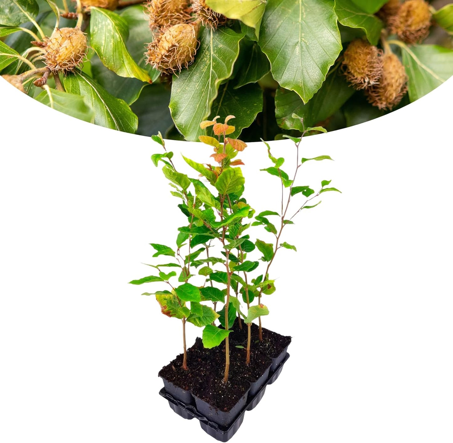 Happy Plants Fagus sylvatica koper beuk 6 stuks I 40 cm x diameter 9 cm, ideaal als tuinhaag, haagplant tuinplant beukenhaag beukenplant groene plant haag, vers van onze kwekerij