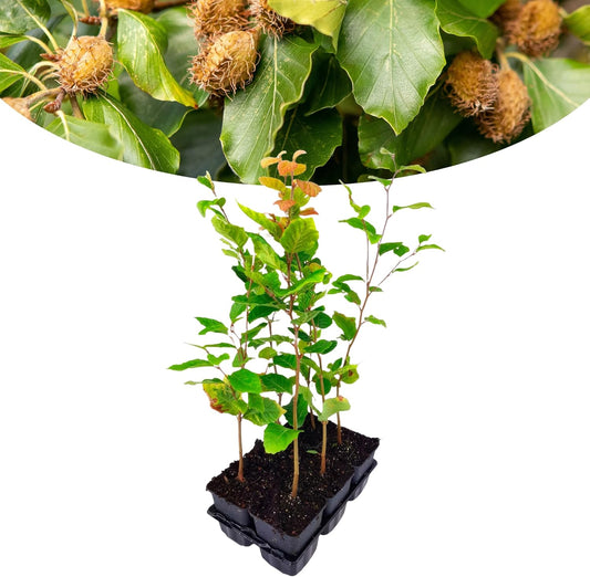 Happy Plants Fagus sylvatica koper beuk 6 stuks I 40 cm x diameter 9 cm, ideaal als tuinhaag, haagplant tuinplant beukenhaag beukenplant groene plant haag, vers van onze kwekerij