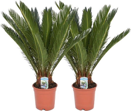 Happy Plants Cycas revoluta palmvaren I 45 cm x ? 12 cm, kamerplanten palm het hele jaar door, kamerpalm potplant groene plant echte palm, vers uit onze kwekerij (2 stuks)