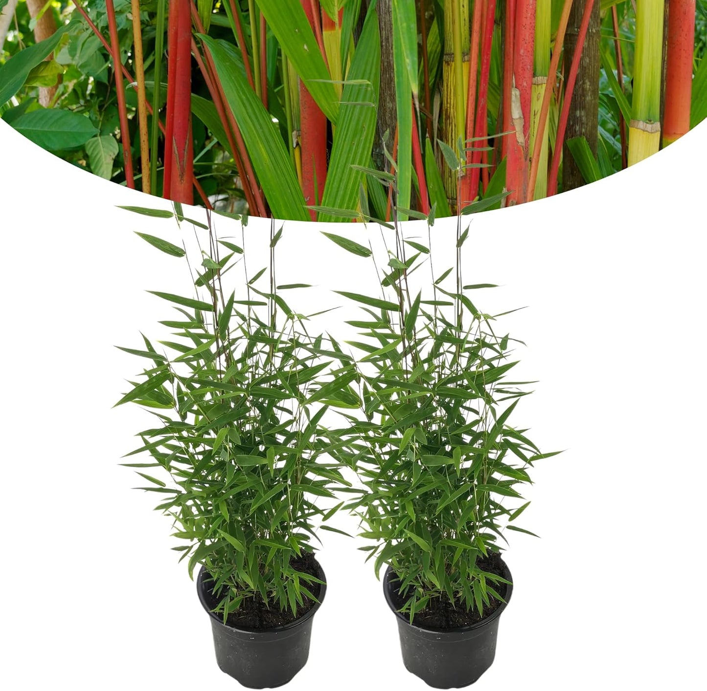 Happy Plants Bambusa Red Dragon Bamboe Fargesia I 40 cm x diameter 14 cm, winterhard & groeit niet uit, haagplant bamboe plant privacy scherm tuin, vers van onze kwekerij (2 stuks)