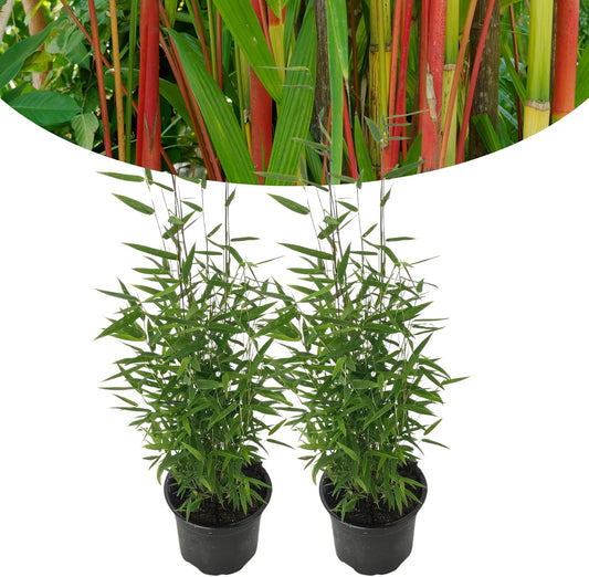 Happy Plants Bambusa Red Dragon Bamboe Fargesia I 40 cm x diameter 14 cm, winterhard & groeit niet uit, haagplant bamboe plant privacy scherm tuin, vers van onze kwekerij (2 stuks)