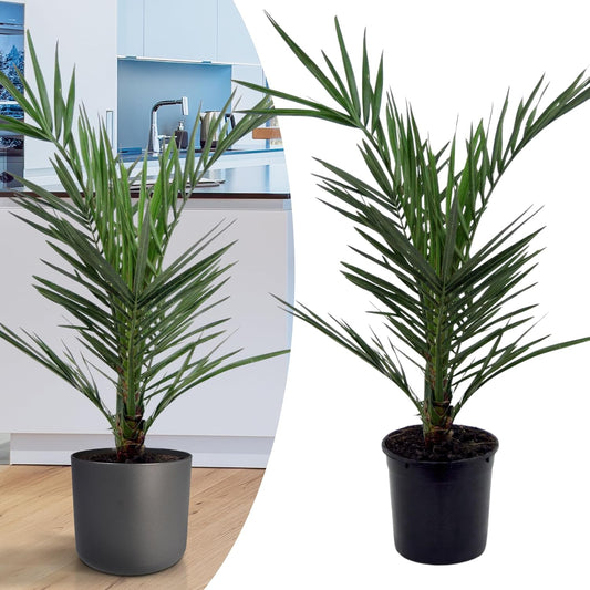 Happy Plants Phoenix Canariensis Canarische dadelpalm I 75 cm x ? 15 cm, exotische plant palm winterhard het hele jaar door, kamerplant potplant tuinplant, vers van onze kwekerij