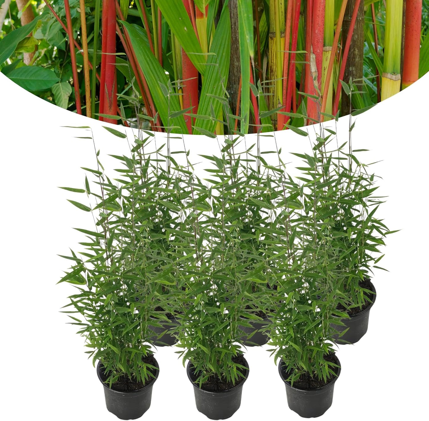Happy Plants Bambusa Red Dragon Bamboe Fargesia I 40 cm x diameter 14 cm, winterhard & groeit niet uit, haagplant bamboe plant privacy scherm tuin, vers van onze kwekerij (6 stuks)
