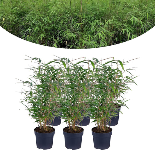 Happy Plants bamboeplant Fargesia I winterhard & niet-woekerend, bamboeplant winterhard, haagplant containerplant tuinplant, echte bamboe vers uit de tuin
 (6 stuks)